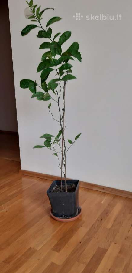 Parduodama karpazole,pomelos, anona - nuotraukos Nr. 6