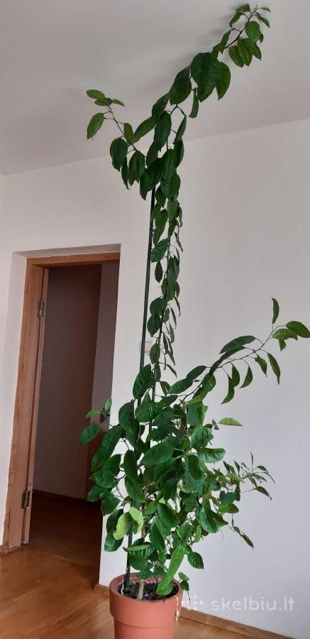 Parduodama karpazole,pomelos, anona - nuotraukos Nr. 7