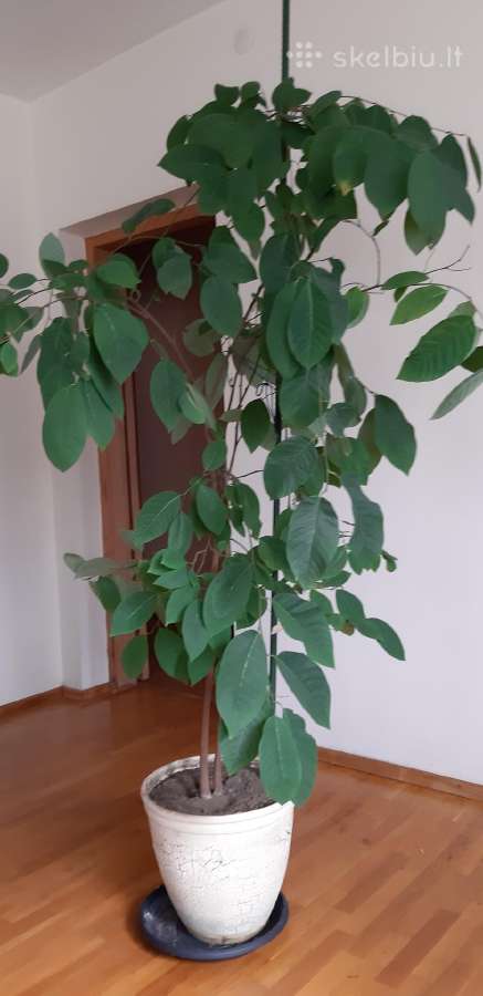 Parduodama karpazole,pomelos, anona