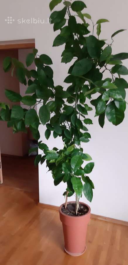 Parduodama karpazole,pomelos, anona - nuotraukos Nr. 3