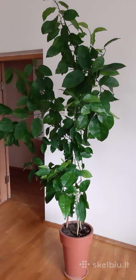 Parduodama karpazole,pomelos, anona - nuotraukos Nr. 4