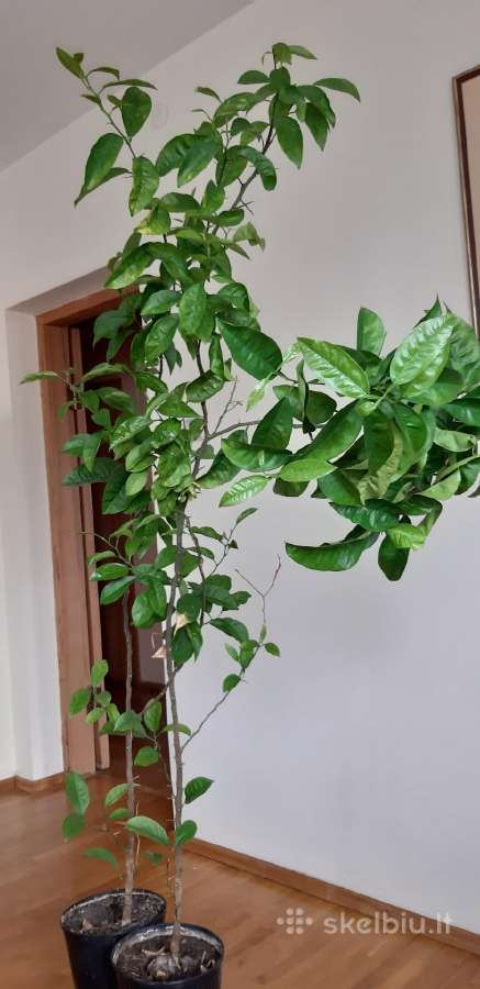 Parduodama karpazole,pomelos, anona - nuotraukos Nr. 9