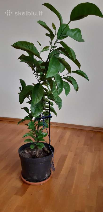 Parduodama karpazole,pomelos, anona - nuotraukos Nr. 10