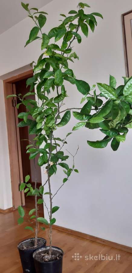 Parduodama karpazole,pomelos, anona - nuotraukos Nr. 11