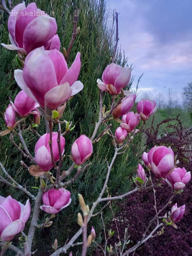 Magnolijos - nuotraukos Nr. 2
