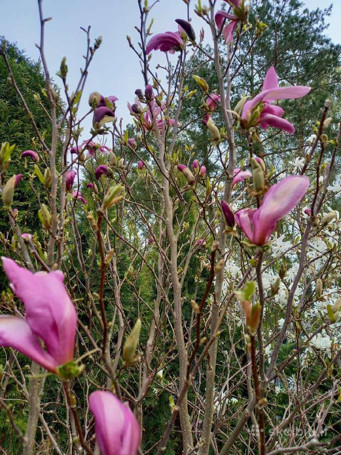 Magnolijos - nuotraukos Nr. 5
