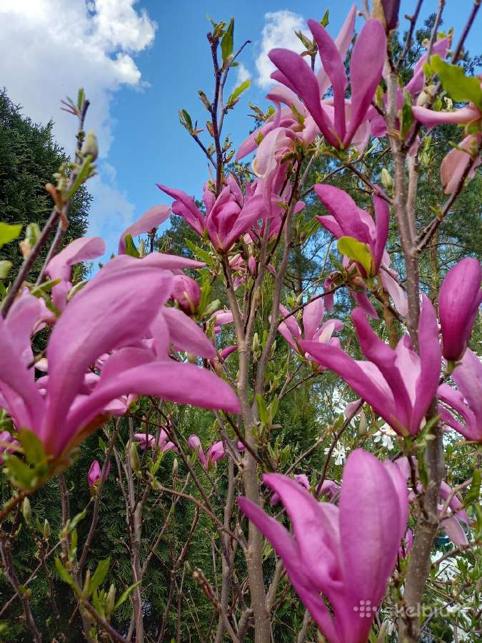 Magnolijos - nuotraukos Nr. 6