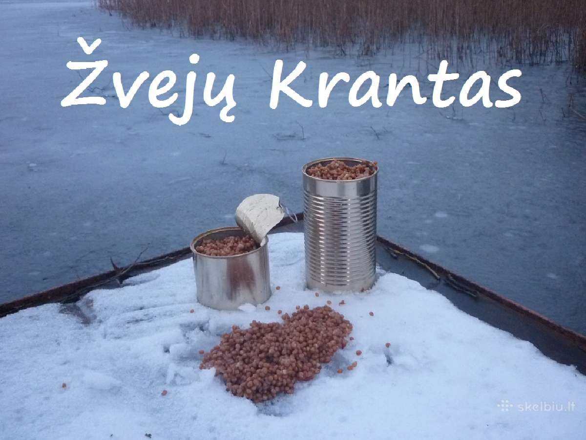 Šutinti kviečiai