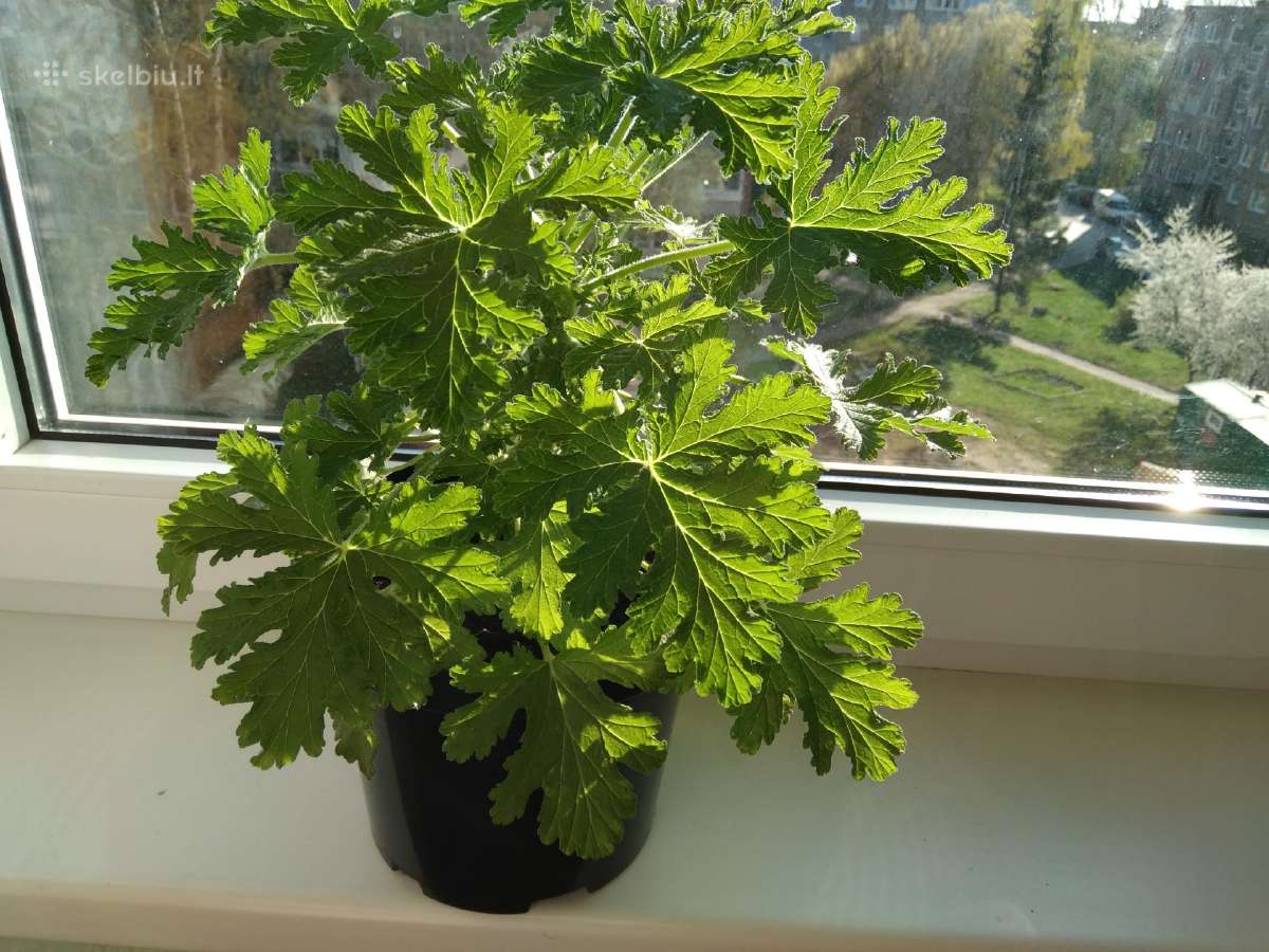Kvapioji pelargonija-jeronimas