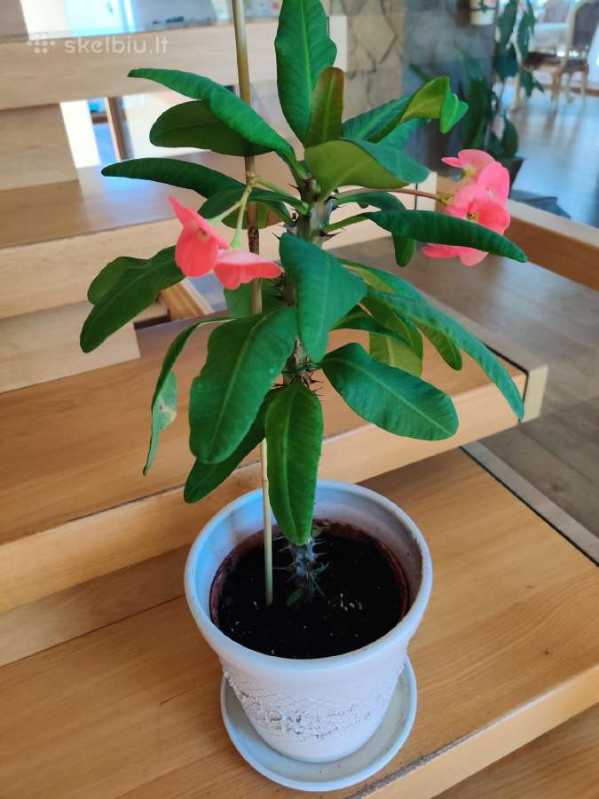 Kambarinė gėlė"euphorbia marginata".