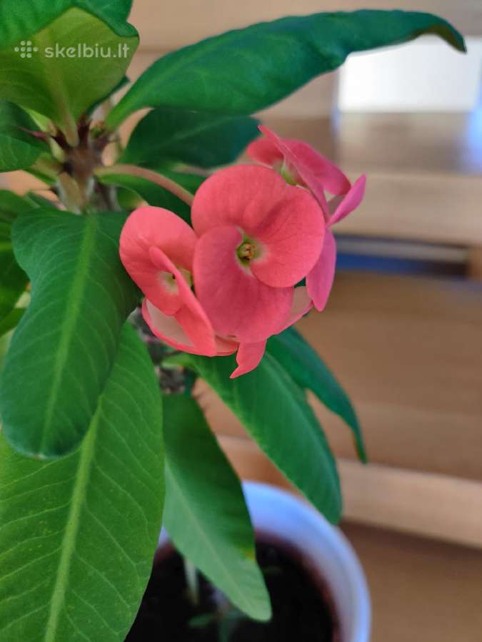 Kambarinė gėlė"euphorbia marginata". - nuotraukos Nr. 2