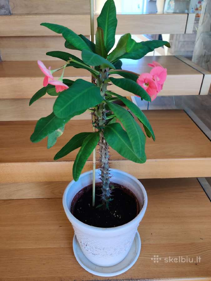 Kambarinė gėlė"euphorbia marginata". - nuotraukos Nr. 4