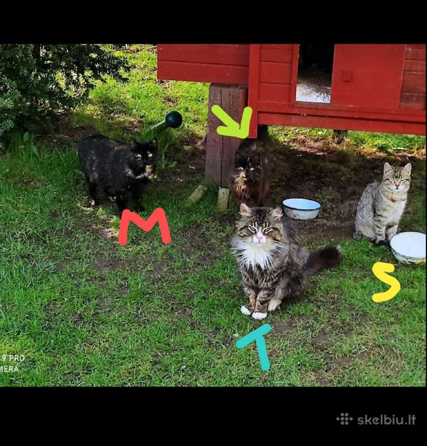 Kačiukas - Skelbiu.lt