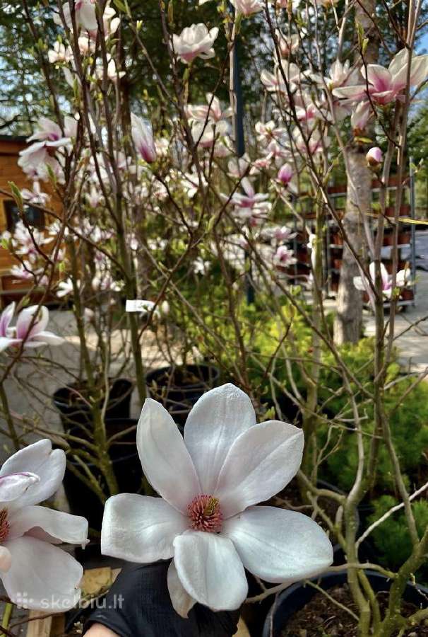 Hortenzijos, Pušys, Tujos,magnolijos, Kiti Augalai - nuotraukos Nr. 22