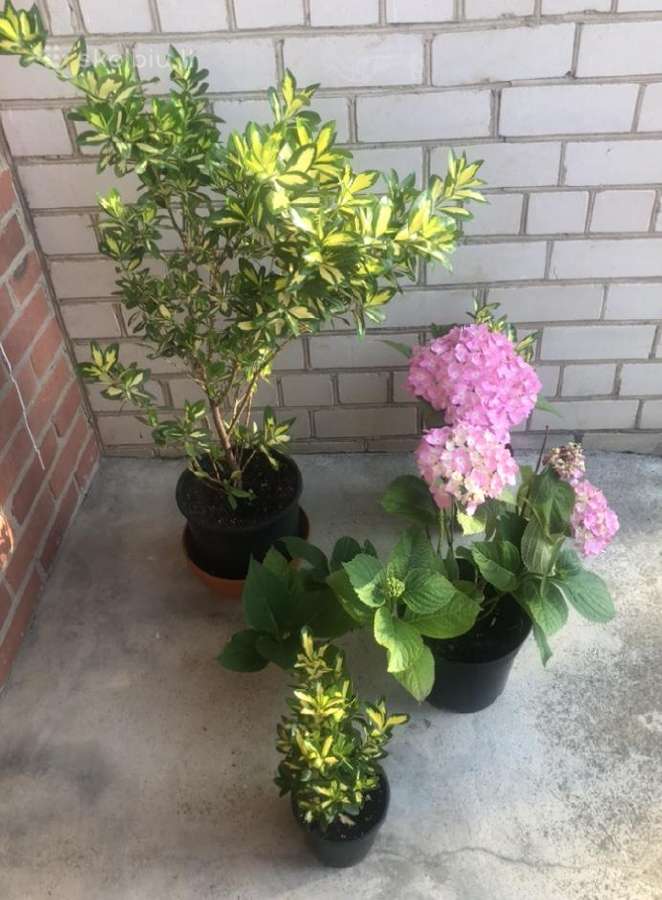 Tuju ispardavimas Smaragd 1.5-2m, krumai geles - nuotraukos Nr. 7