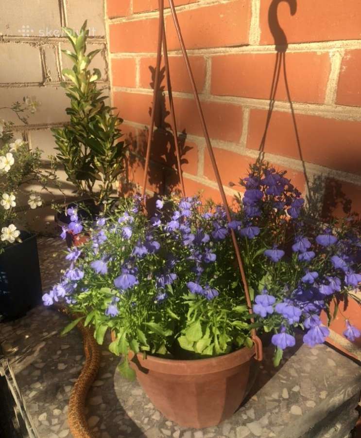 Tuju ispardavimas Smaragd 1.5-2m, krumai geles - nuotraukos Nr. 10