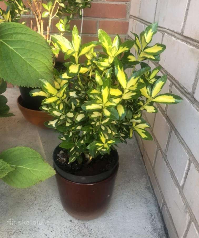 Tuju ispardavimas Smaragd 1.5-2m, krumai geles - nuotraukos Nr. 6
