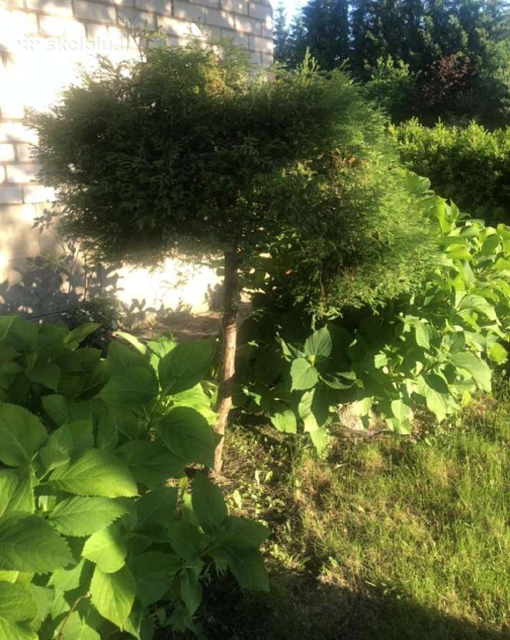 Tuju ispardavimas Smaragd 1.5-2m, krumai geles - nuotraukos Nr. 5