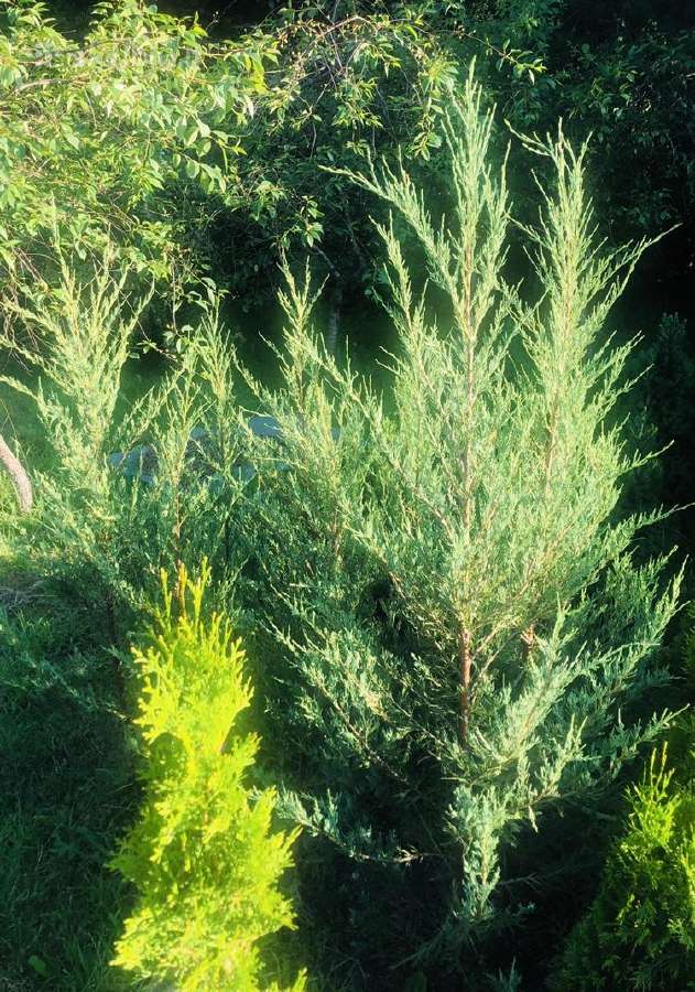 Tuju ispardavimas Smaragd 1.5-2m, krumai geles - nuotraukos Nr. 4