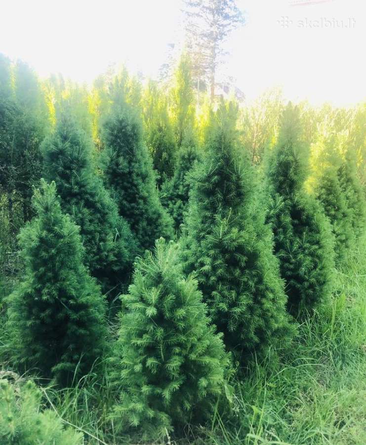 Tuju ispardavimas Smaragd 1.5-2m, krumai geles - nuotraukos Nr. 3