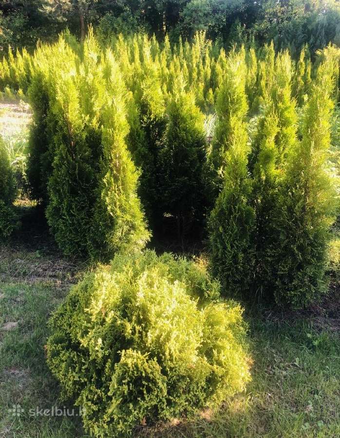 Tuju ispardavimas Smaragd 1.5-2m, krumai geles - nuotraukos Nr. 2