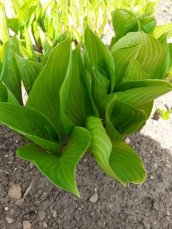 Melsvė