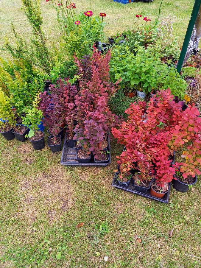 Rytinė imperata "Red Baron" - nuotraukos Nr. 11
