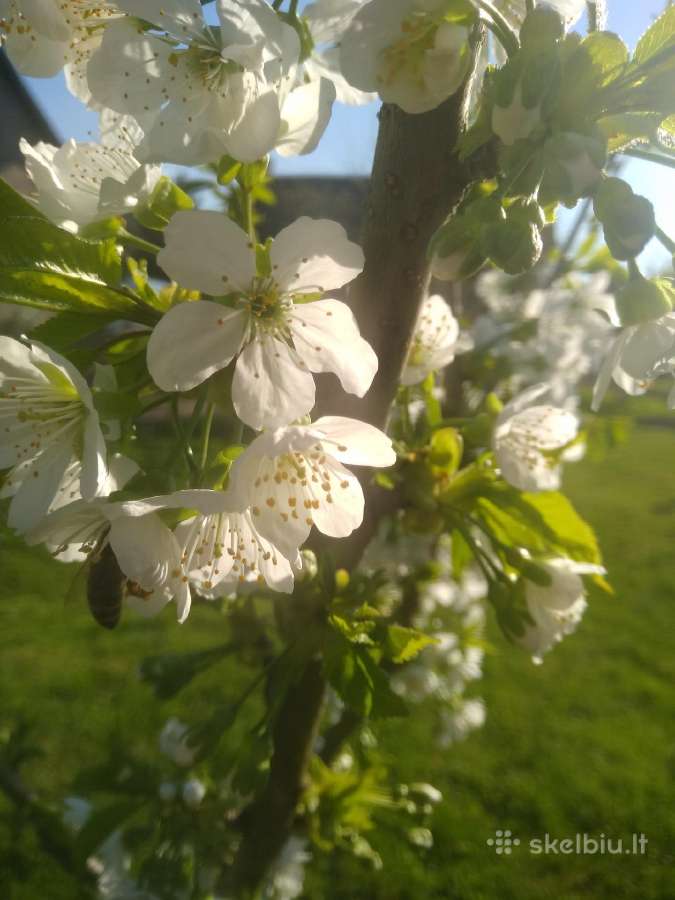 Daržovės iš Suvalkijos