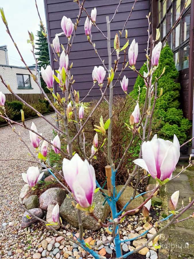 Magnolijos , azalijos, rododendrai - nuotraukos Nr. 17