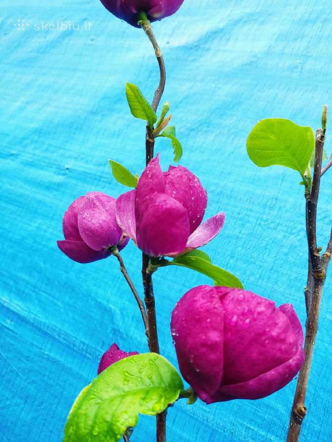 Magnolijos , azalijos, rododendrai - nuotraukos Nr. 19