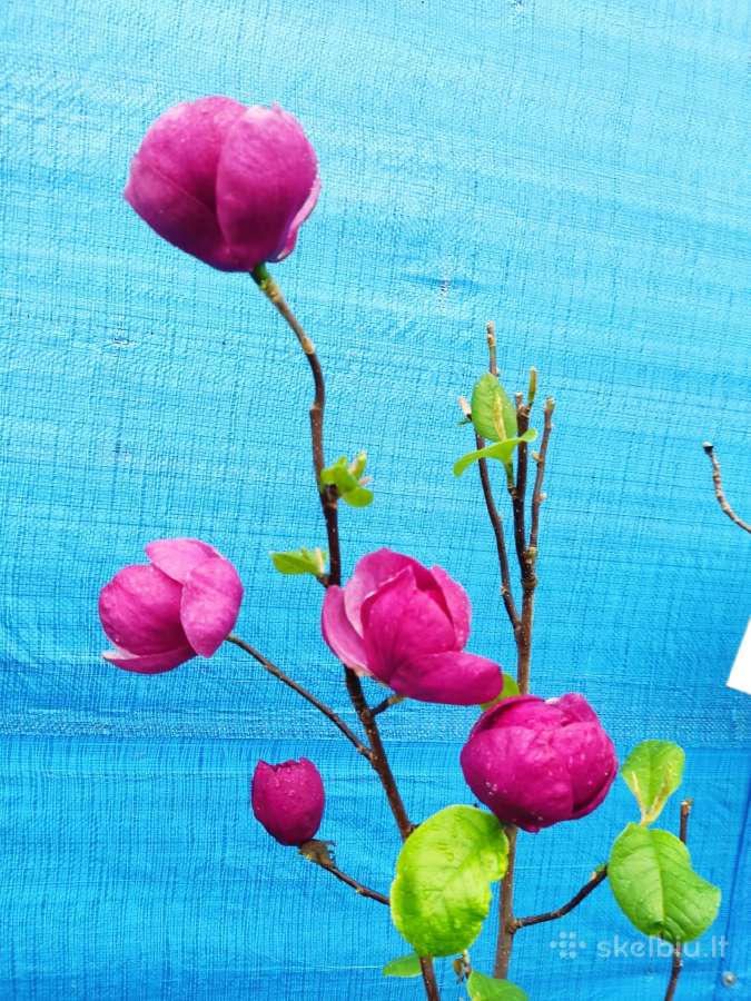 Magnolijos , azalijos, rododendrai - nuotraukos Nr. 20
