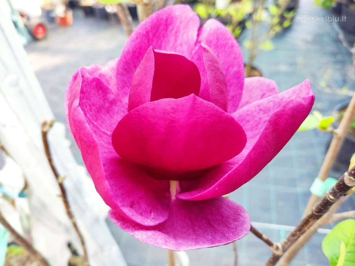 Magnolijos , azalijos, rododendrai - nuotraukos Nr. 7