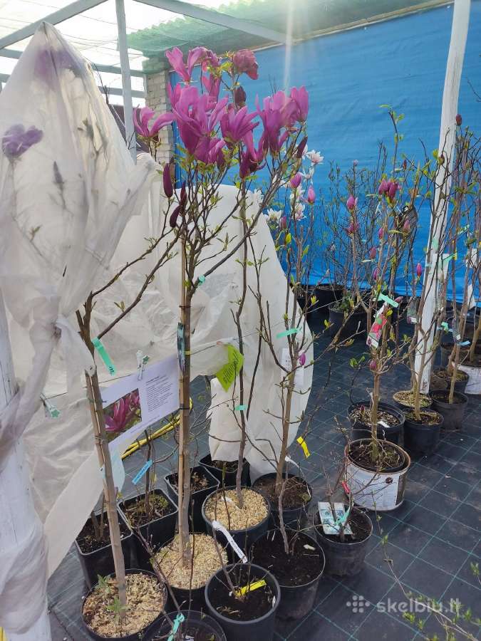 Magnolijos , azalijos, rododendrai - nuotraukos Nr. 24