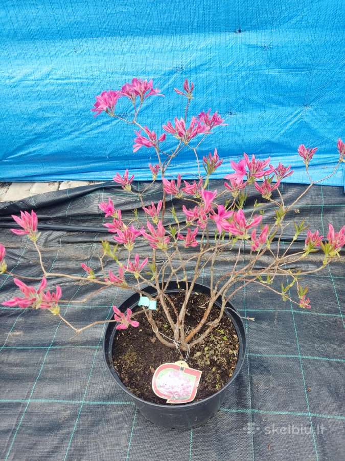 Magnolijos , azalijos, rododendrai - nuotraukos Nr. 32