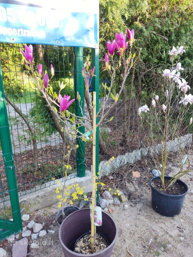 Magnolijos , azalijos, rododendrai - nuotraukos Nr. 26