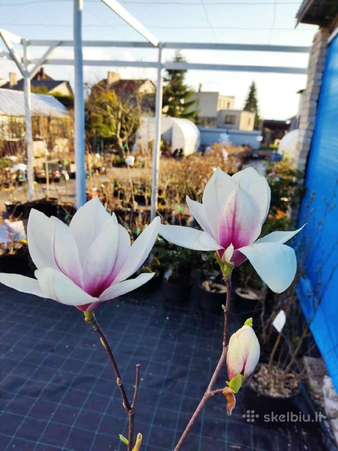 Magnolijos , azalijos, rododendrai - nuotraukos Nr. 33
