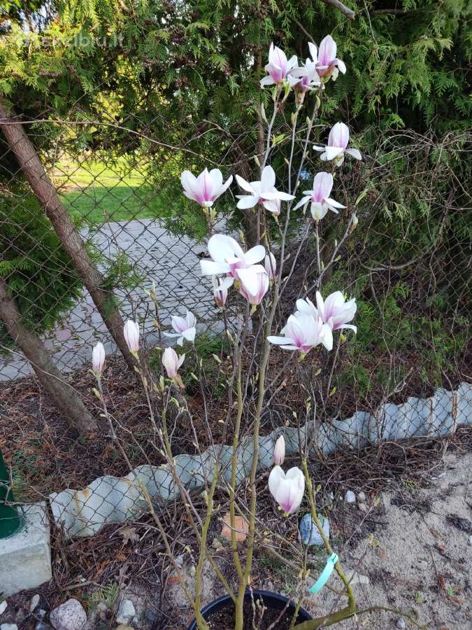 Magnolijos , azalijos, rododendrai - nuotraukos Nr. 34