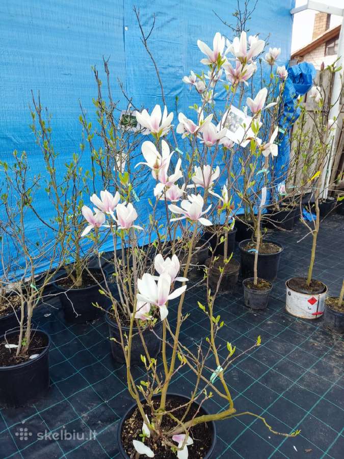 Magnolijos , azalijos, rododendrai - nuotraukos Nr. 35