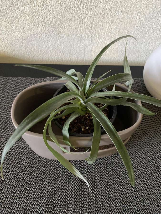 Parduodu vazoninę gėlę mini ananasą - nuotraukos Nr. 2