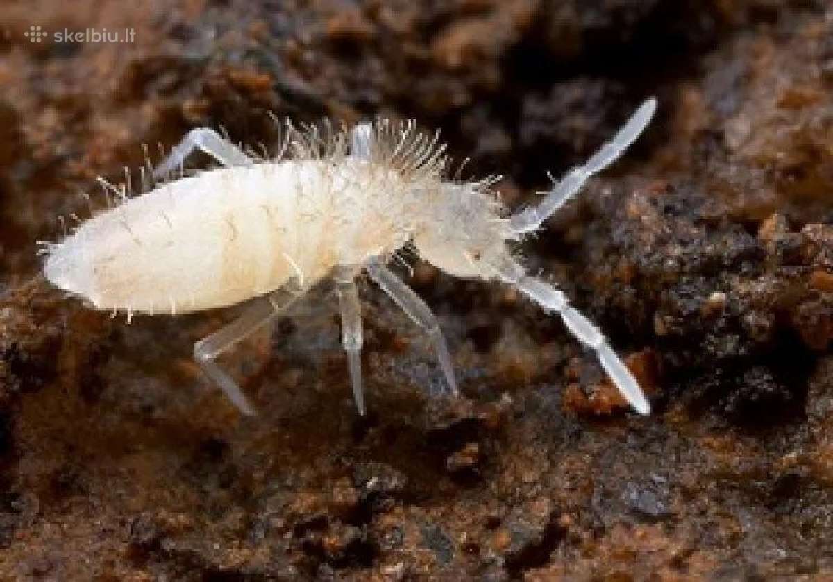 Kolembolos (Springtails) - nuotraukos Nr. 5