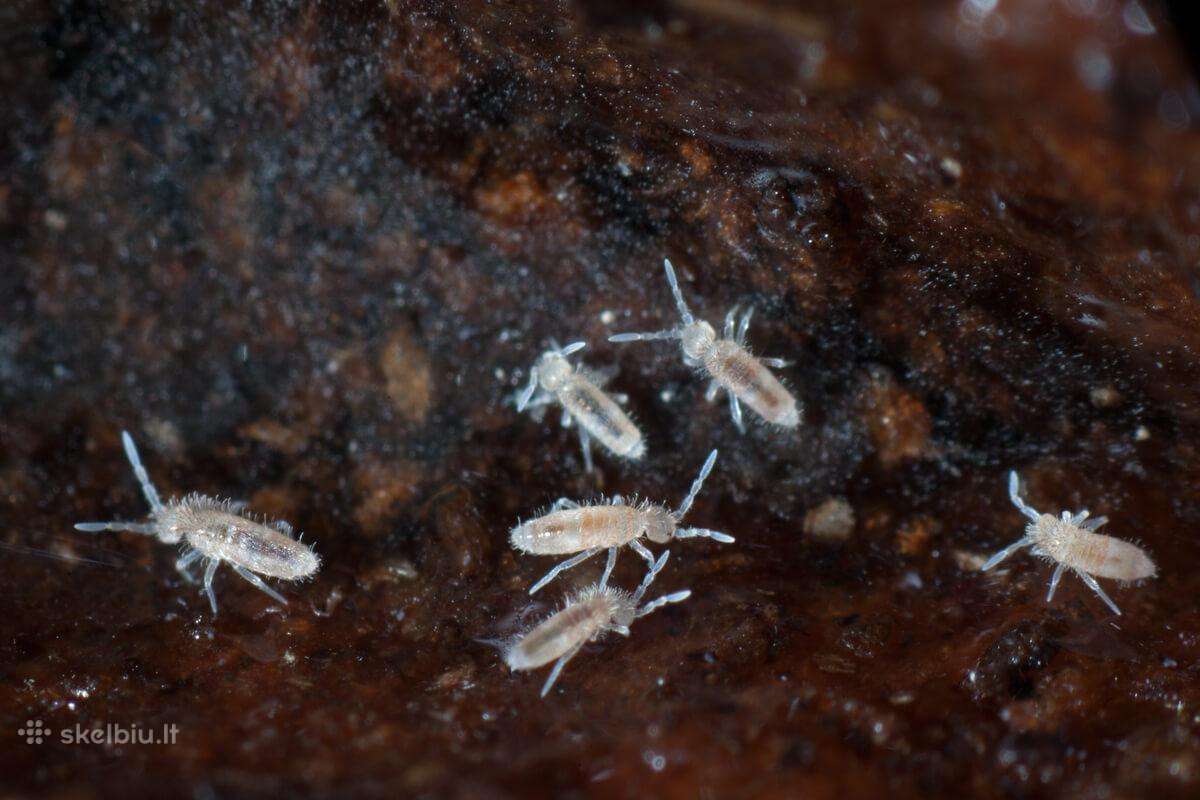 Kolembolos (Springtails) - nuotraukos Nr. 4