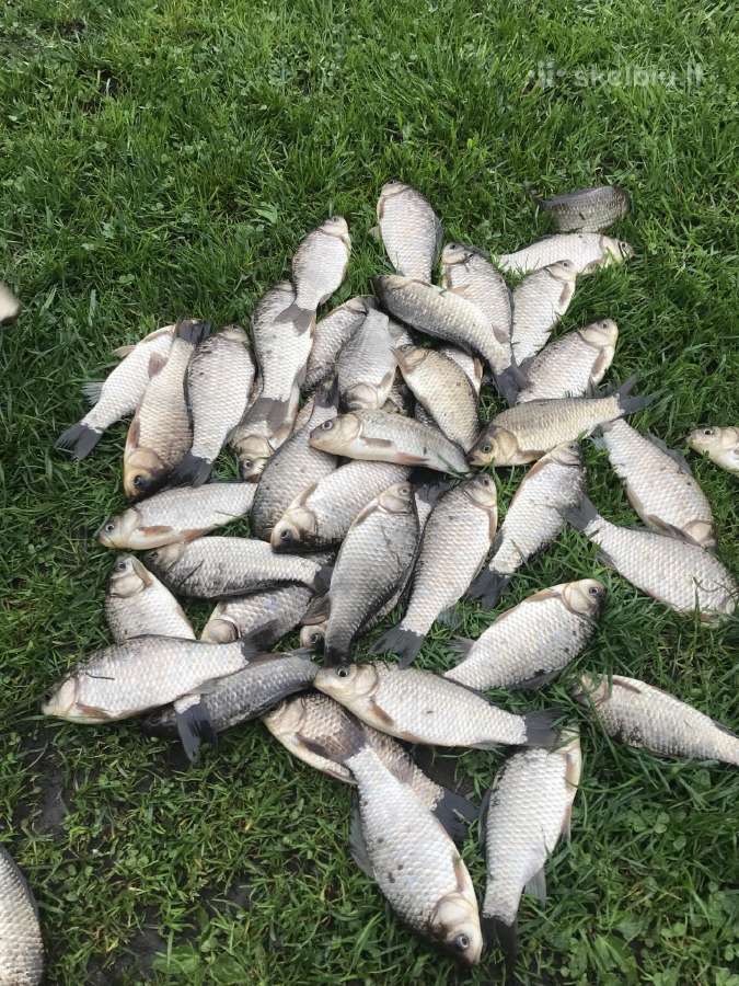 Zuvis įžuvinimui,karosai.ir Karpiohibridai,karpiai - nuotraukos Nr. 3