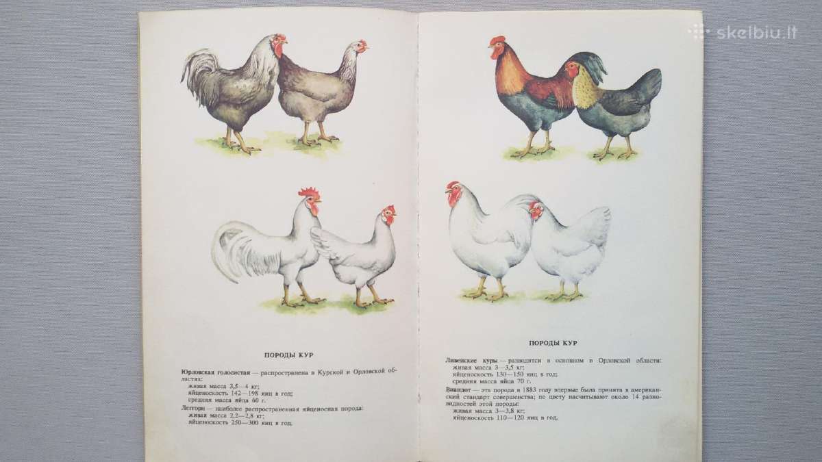 Knygelė paukščių perinimas namų sąlygomis - nuotraukos Nr. 6