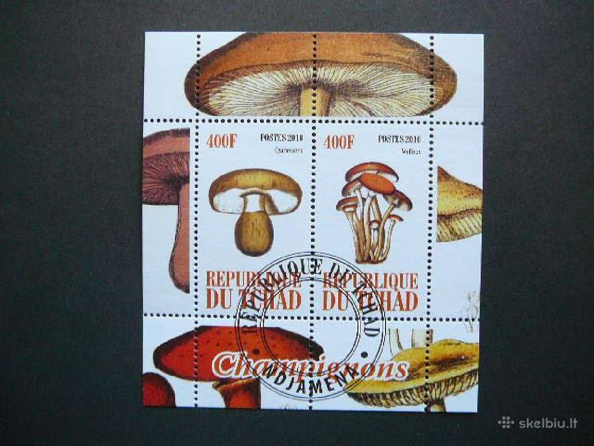 Grybai Cadas 2010 antsp. g238