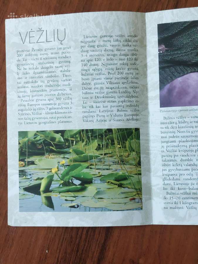 Lankstinukas 50 Litų 2012 m. Balinis Vėžlys - nuotraukos Nr. 6