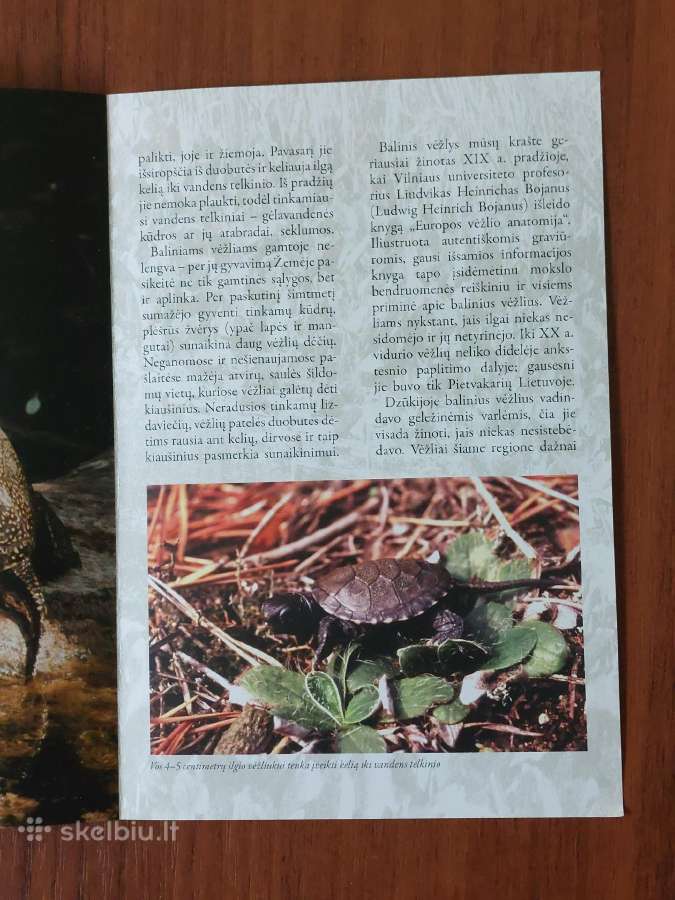 Lankstinukas 50 Litų 2012 m. Balinis Vėžlys - nuotraukos Nr. 7