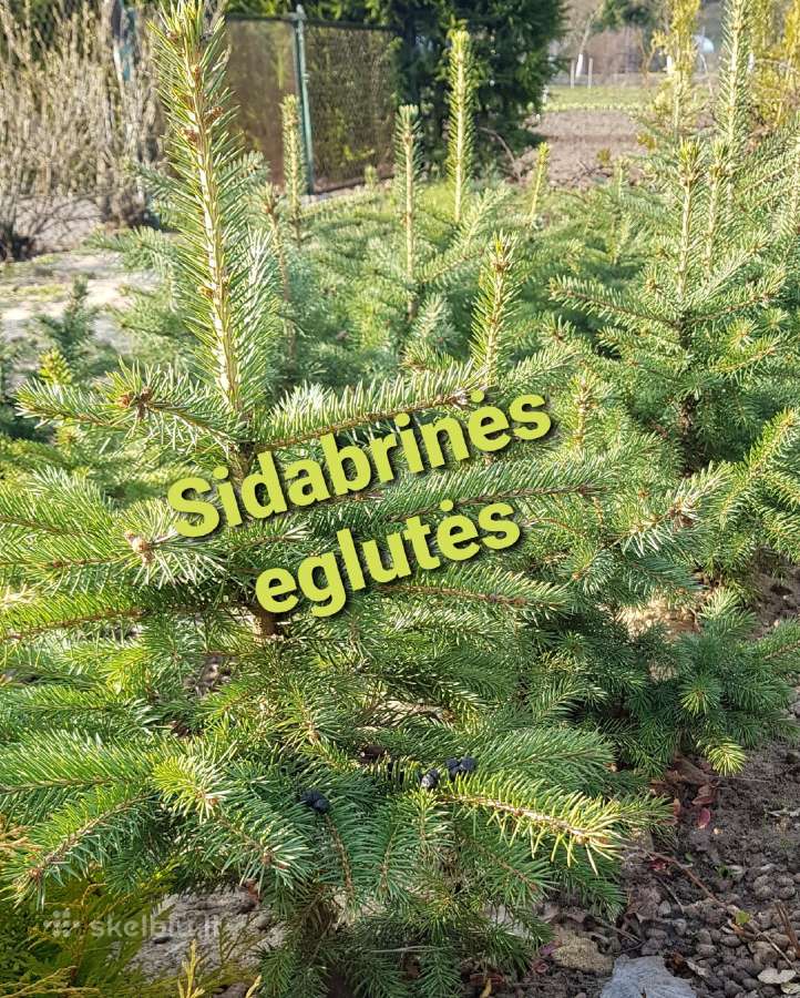 Tujos Brabant, Columna, šluotelinės hortenzijos - nuotraukos Nr. 11