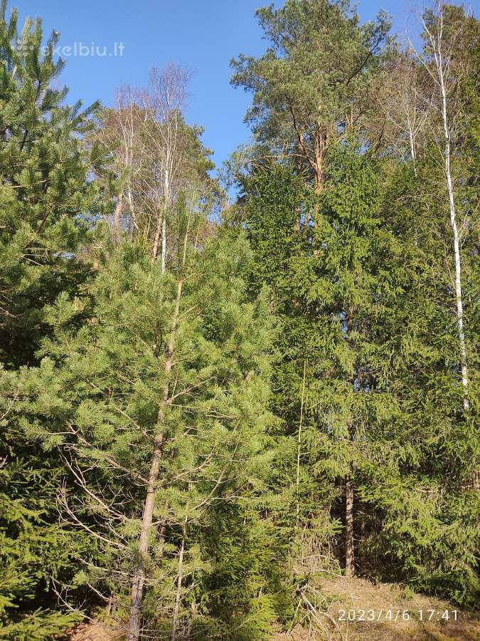 Parduodamas 0,82ha žemės ūkio paskirties sklypas - nuotraukos Nr. 3