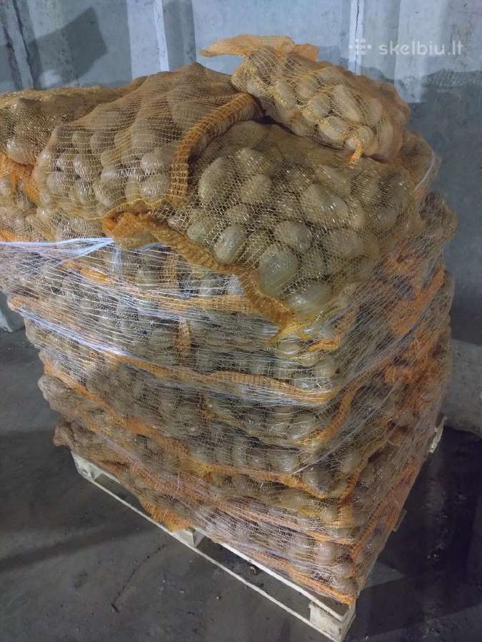 Pašarinės (nekondicinės) bulvės 0,08eur/kg - nuotraukos Nr. 4