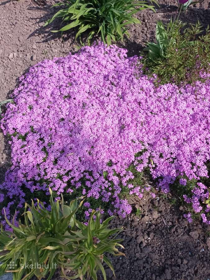 Šliaužiantis ružavas flioksas, 86-45-53072